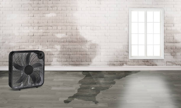 Best Ceiling water damage repair  in Prairie Grove, AR
